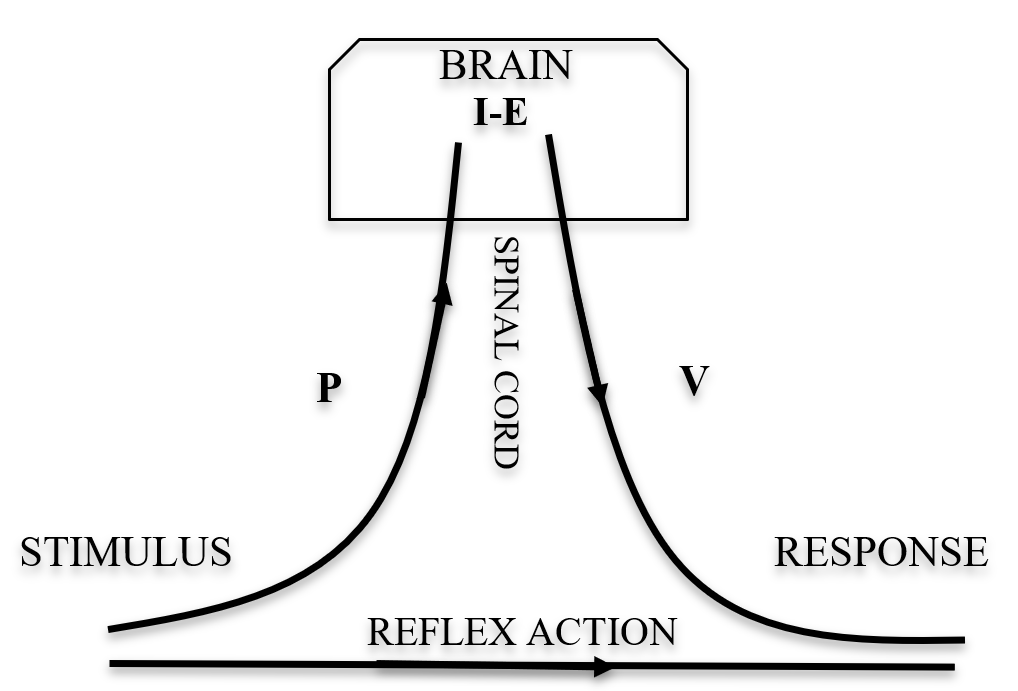 PIEV THEORY